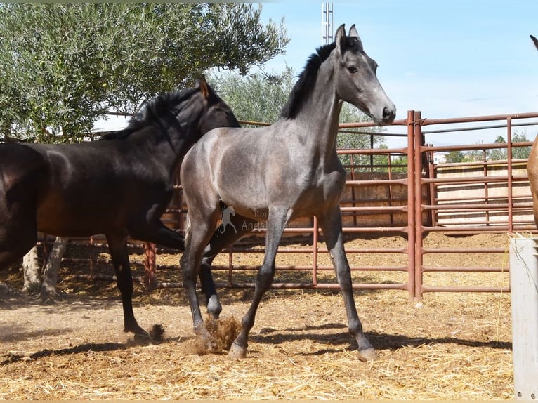 PRE Hengst 2 Jahre Schimmel in Provinz Granada