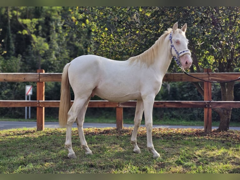 PRE Mix Hengst 3 Jaar 147 cm Perlino in Visz