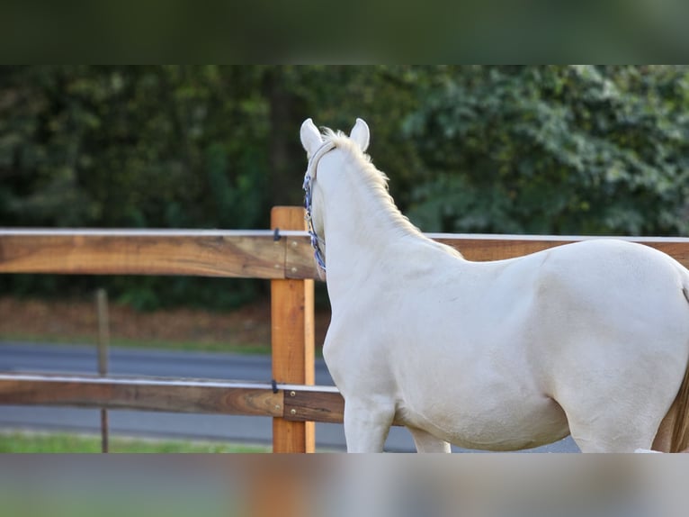 PRE Mix Hengst 3 Jaar 147 cm Perlino in Visz