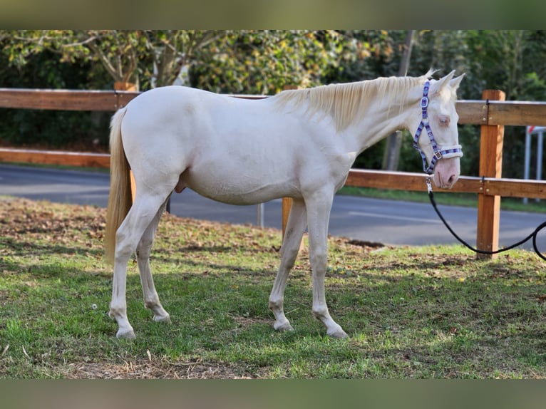 PRE Mix Hengst 3 Jaar 147 cm Perlino in Visz