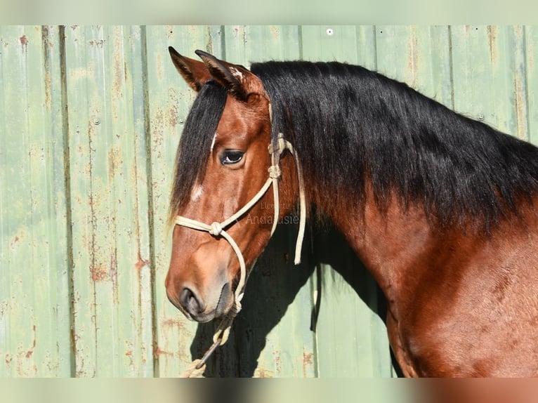 PRE Mix Hengst 3 Jaar 148 cm Bruin in Provinz Malaga