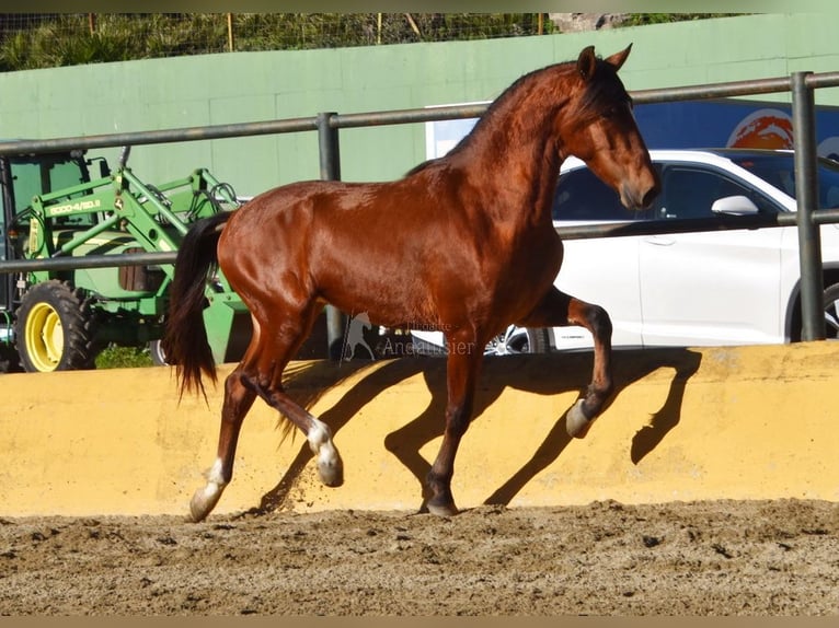 PRE Mix Hengst 3 Jaar 148 cm Bruin in Provinz Malaga
