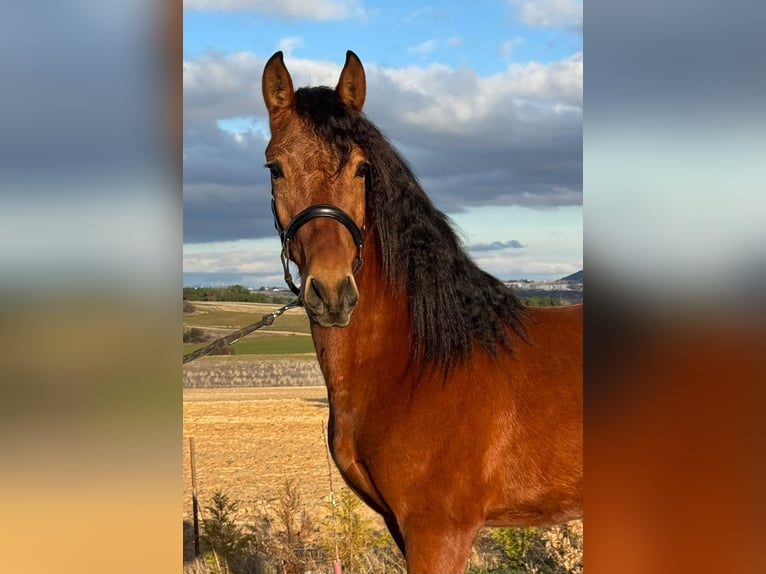 PRE Mix Hengst 3 Jaar 150 cm Bruin in Soria