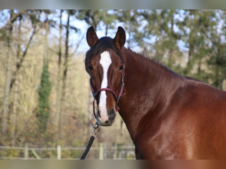 PRE Hengst 3 Jaar 151 cm Bruin in Meerlo