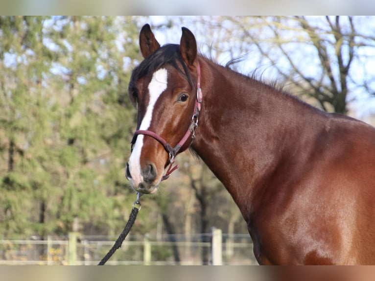 PRE Hengst 3 Jaar 151 cm Bruin in Meerlo