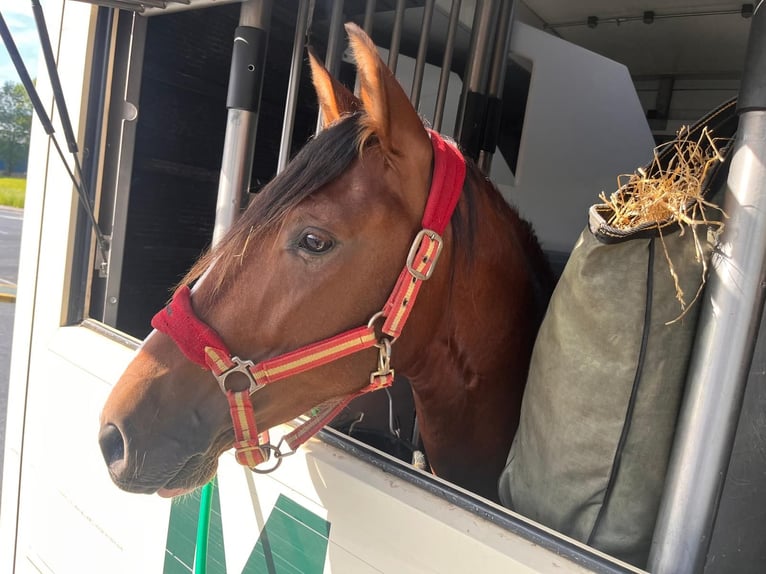 PRE Hengst 3 Jaar 151 cm Bruin in Meerlo