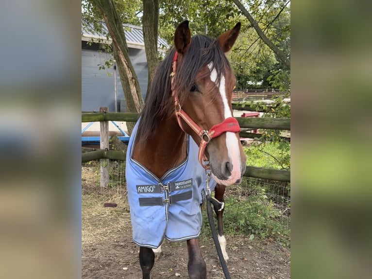 PRE Hengst 3 Jaar 151 cm Bruin in Meerlo