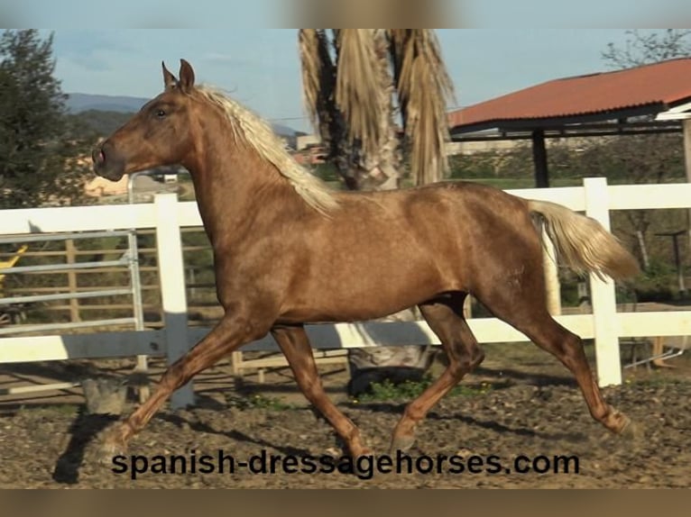 PRE Mix Hengst 3 Jaar 152 cm Palomino in Barcelona