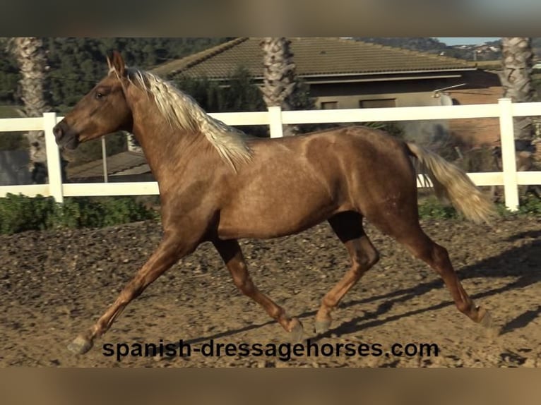 PRE Mix Hengst 3 Jaar 152 cm Palomino in Barcelona