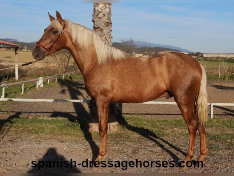 PRE Mix Hengst 3 Jaar 152 cm Palomino in Barcelona