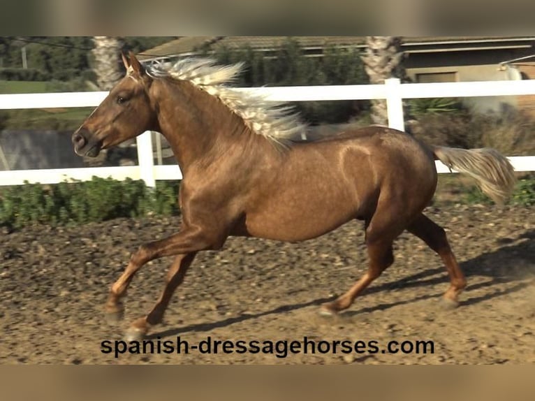 PRE Mix Hengst 3 Jaar 152 cm Palomino in Barcelona