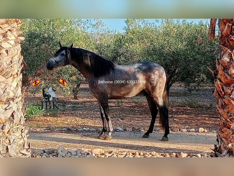 PRE Hengst 3 Jaar 152 cm Schimmel in Tabernas Almeria