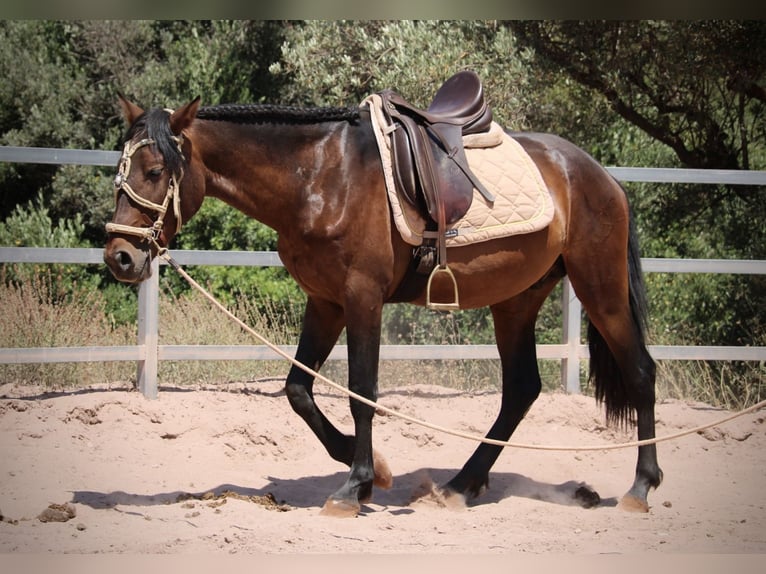 PRE Mix Hengst 3 Jaar 153 cm Donkerbruin in Valencia