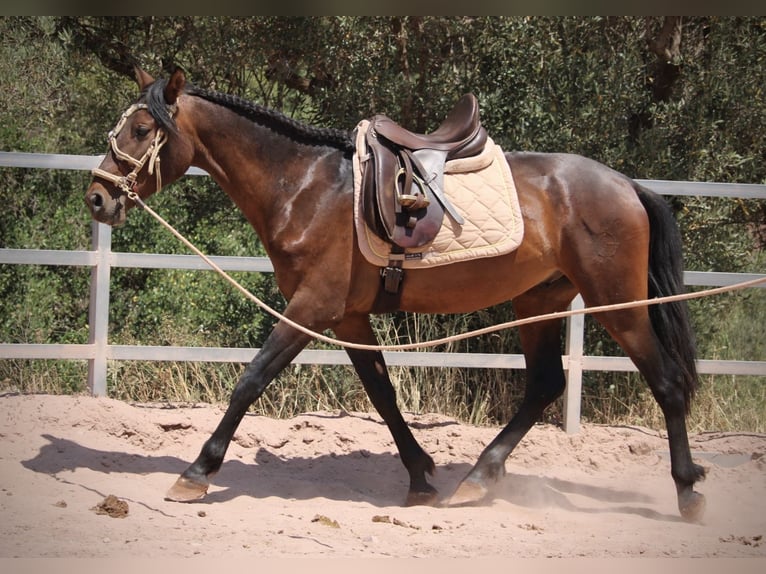 PRE Mix Hengst 3 Jaar 153 cm Donkerbruin in Valencia