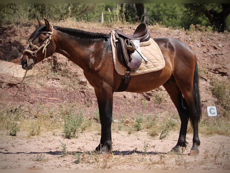 PRE Mix Hengst 3 Jaar 153 cm Donkerbruin in Valencia