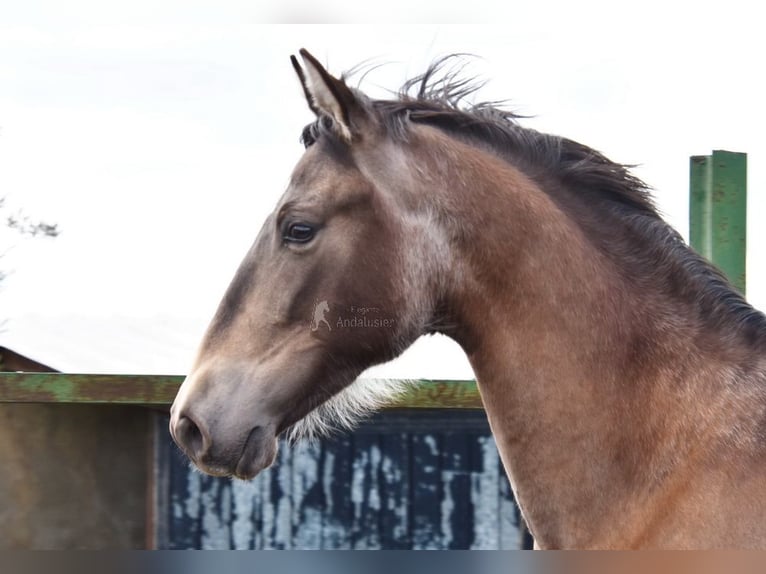 PRE Hengst 3 Jaar 153 cm Falbe in Provinz Granada