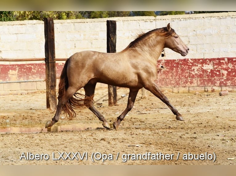 PRE Hengst 3 Jaar 153 cm Pearl in Provinz Malaga