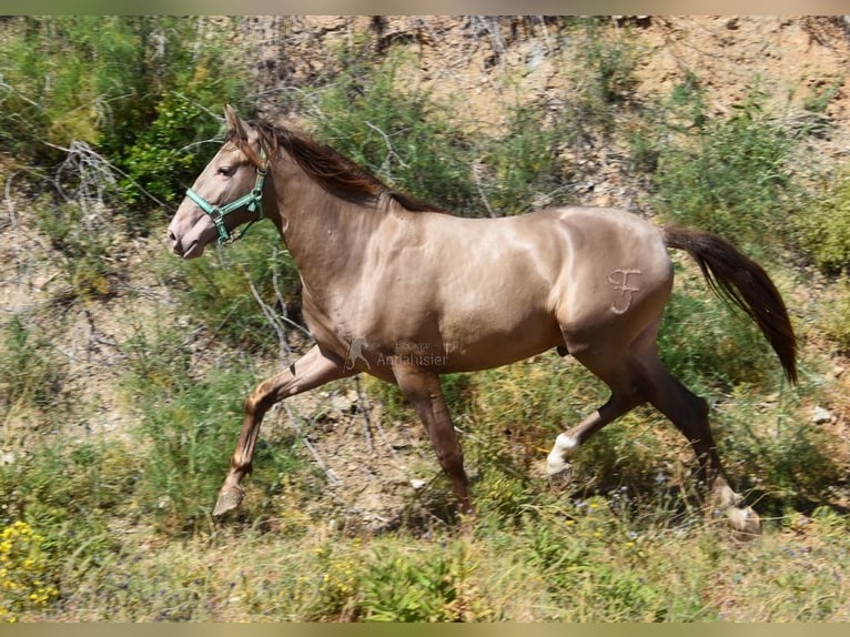 PRE Hengst 3 Jaar 153 cm Pearl in Provinz Malaga