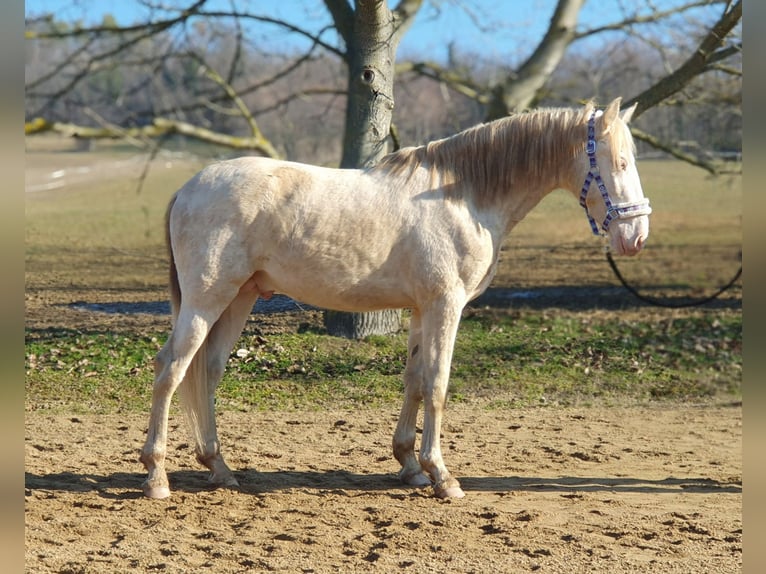 PRE Mix Hengst 3 Jaar 153 cm Perlino in Visz