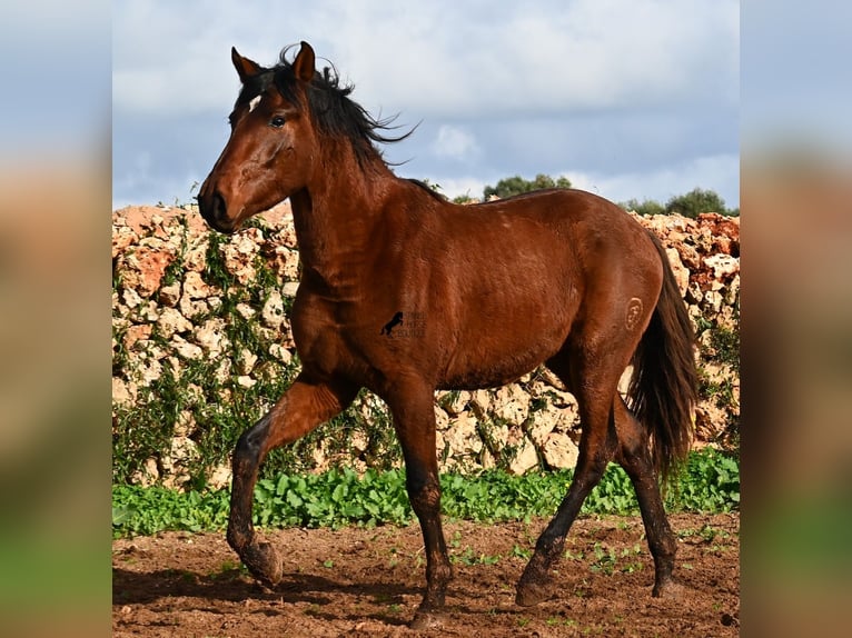 PRE Hengst 3 Jaar 154 cm Bruin in Menorca