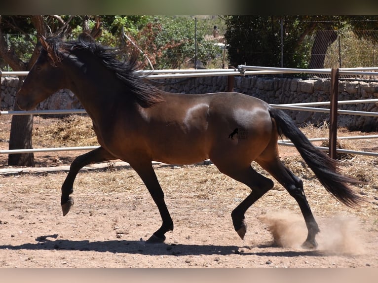 PRE Hengst 3 Jaar 154 cm Bruin in Mallorca