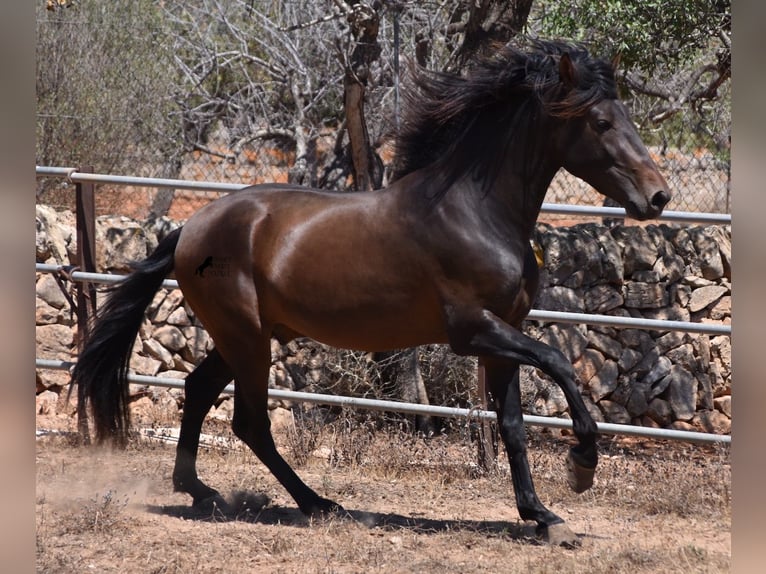 PRE Hengst 3 Jaar 154 cm Bruin in Mallorca