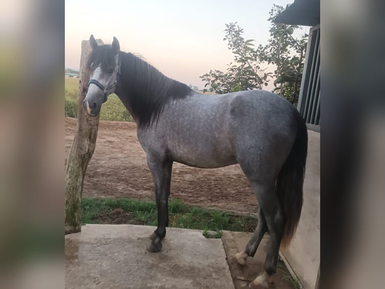 PRE Hengst 3 Jaar 155 cm Appelschimmel in Chiclana de la Frontera