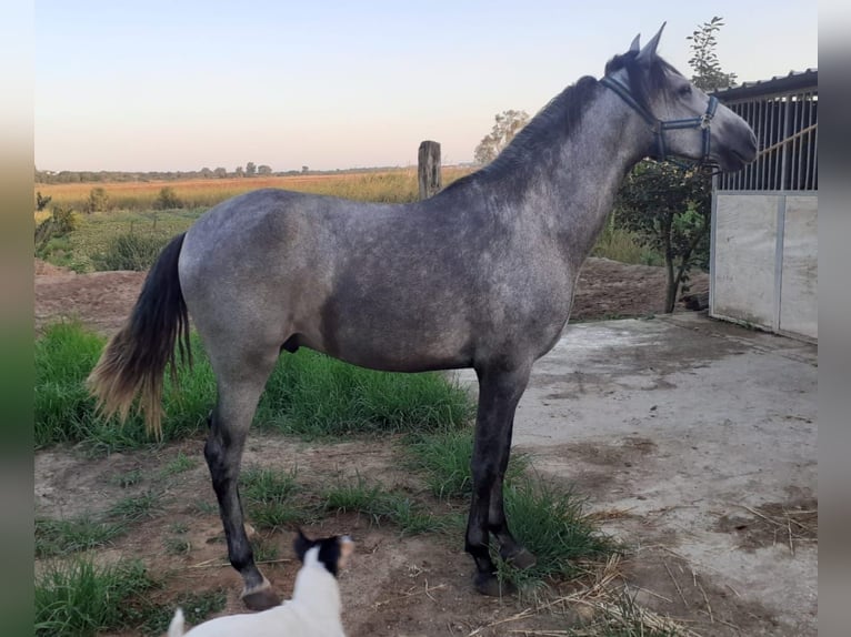 PRE Hengst 3 Jaar 155 cm Appelschimmel in Chiclana de la Frontera