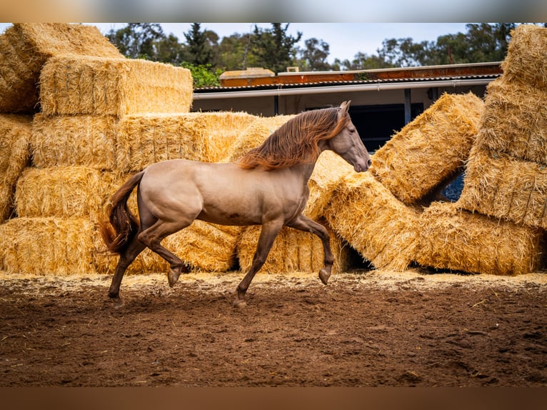 PRE Mix Hengst 3 Jaar 155 cm in Rafelguaraf