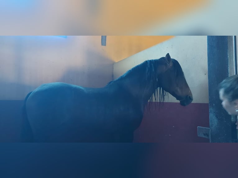 PRE Hengst 3 Jaar 155 cm Bruin in Almonte