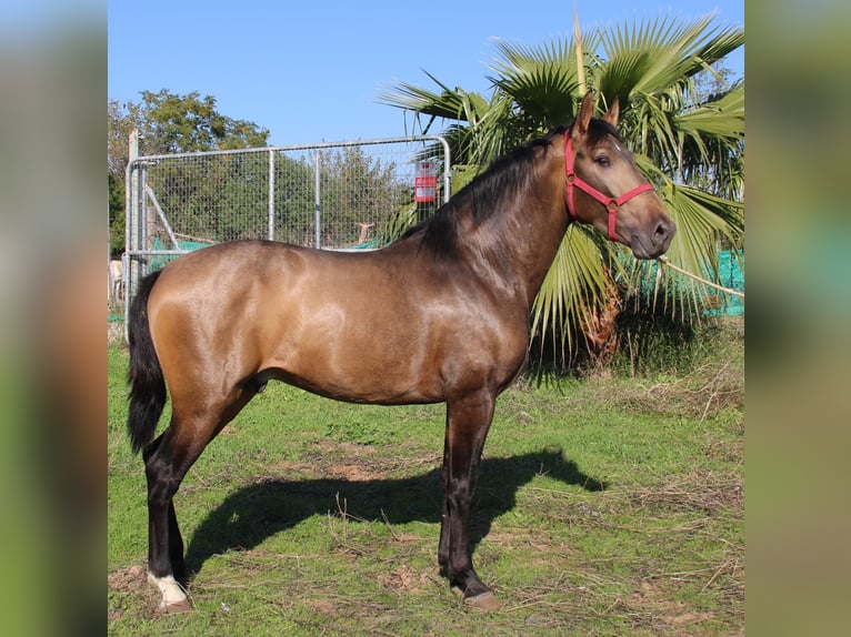 PRE Hengst 3 Jaar 155 cm Buckskin in Vejer de la Frontera