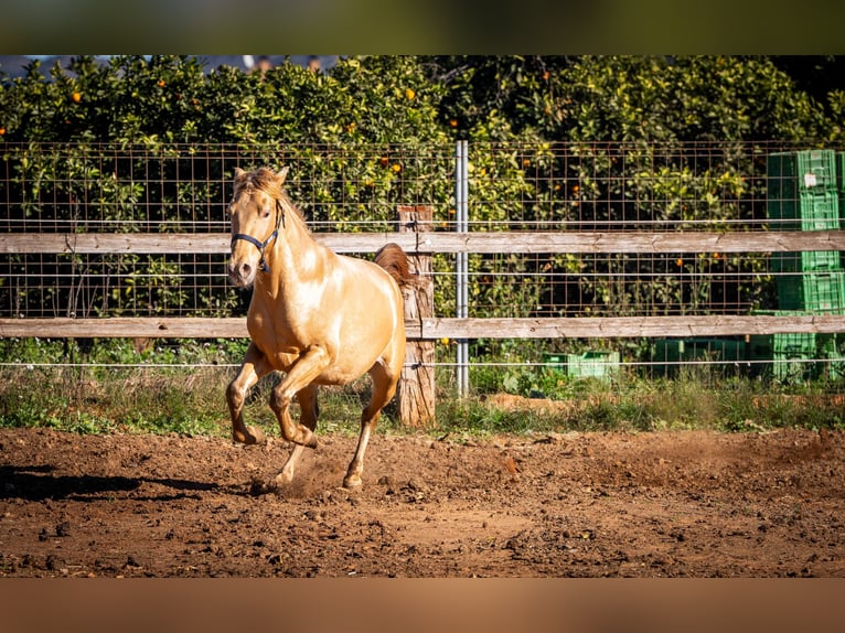 PRE Mix Hengst 3 Jaar 155 cm Champagne in Rafelguaraf