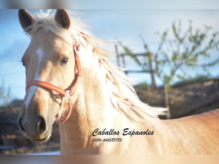 PRE Mix Hengst 3 Jaar 155 cm Palomino in Vejer de la Frontera
