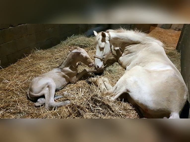 PRE Mix Hengst 3 Jaar 155 cm Perlino in Visz