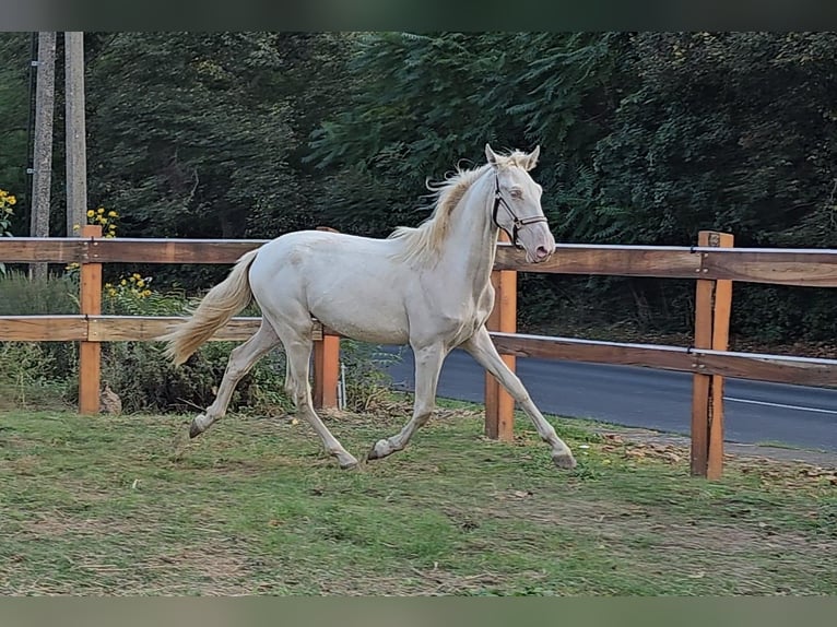 PRE Mix Hengst 3 Jaar 155 cm Perlino in Visz