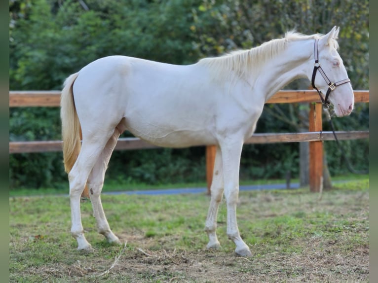 PRE Mix Hengst 3 Jaar 155 cm Perlino in Visz