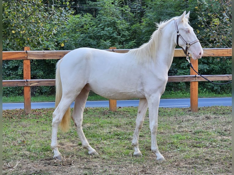 PRE Mix Hengst 3 Jaar 155 cm Perlino in Visz