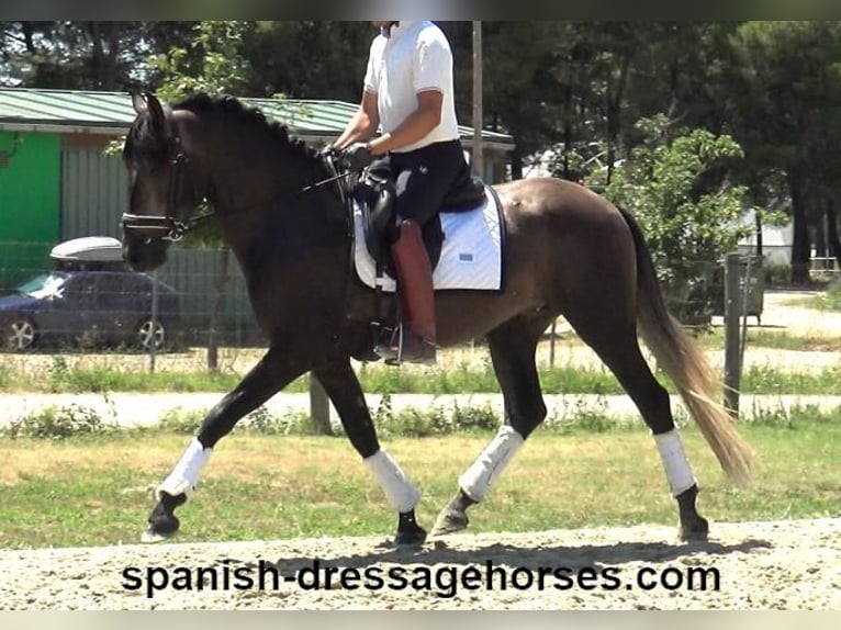 PRE Mix Hengst 3 Jaar 155 cm Schimmel in Barcelona