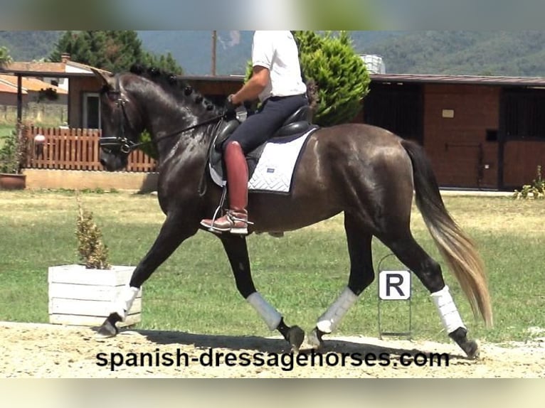 PRE Mix Hengst 3 Jaar 155 cm Schimmel in Barcelona