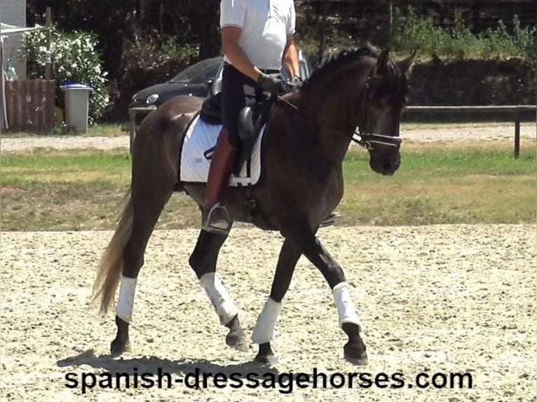 PRE Mix Hengst 3 Jaar 155 cm Schimmel in Barcelona