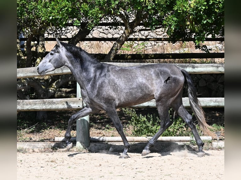 PRE Mix Hengst 3 Jaar 155 cm Schimmel in Menorca