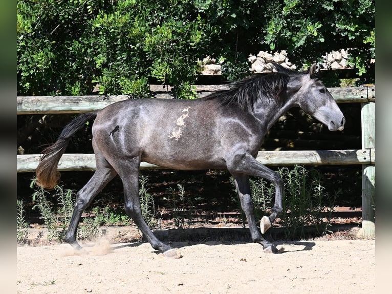 PRE Hengst 3 Jaar 155 cm Schimmel in Menorca