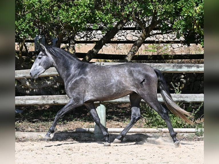 PRE Mix Hengst 3 Jaar 155 cm Schimmel in Menorca