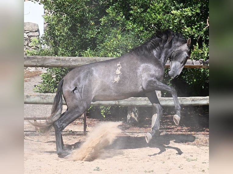 PRE Hengst 3 Jaar 155 cm Schimmel in Menorca