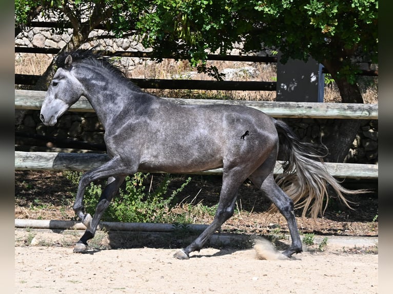 PRE Mix Hengst 3 Jaar 155 cm Schimmel in Menorca