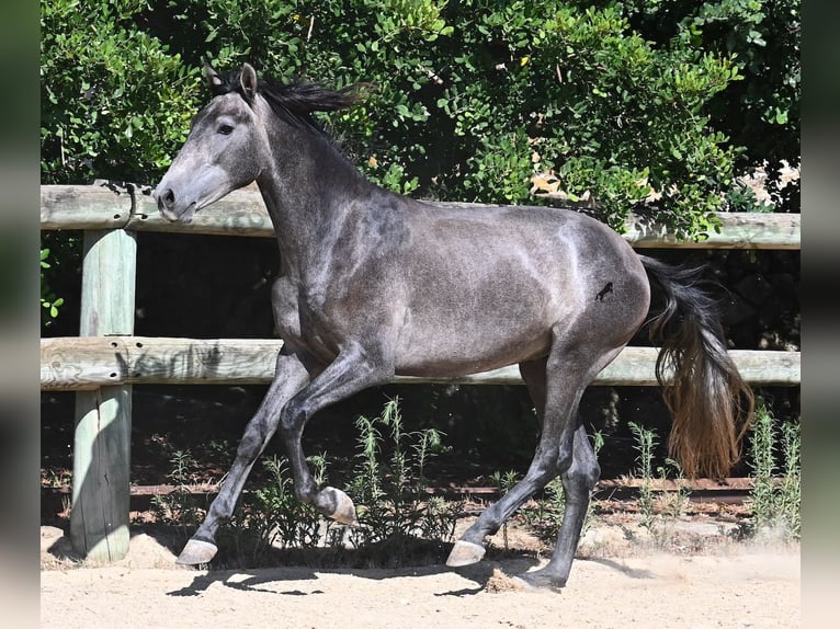 PRE Hengst 3 Jaar 155 cm Schimmel in Menorca