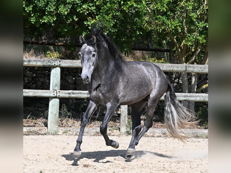 PRE Mix Hengst 3 Jaar 155 cm Schimmel in Menorca