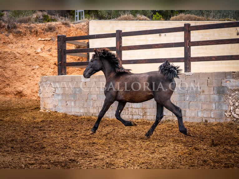 PRE Hengst 3 Jaar 155 cm Zwart in Valencia