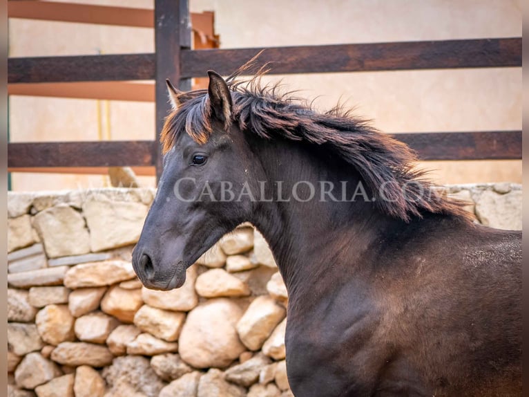 PRE Hengst 3 Jaar 155 cm Zwart in Valencia