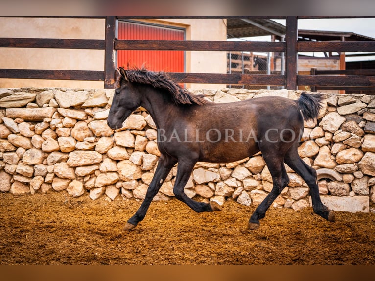 PRE Hengst 3 Jaar 155 cm Zwart in Valencia